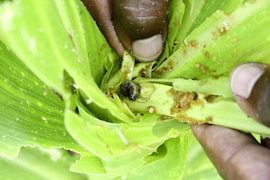 New mobile application launched to combat Fall Armyworm in Africa