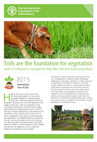Soils are the Foundation for Vegetation