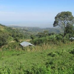 Restoring Ugandan forests through interactive radio