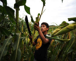 FAO provides support to beat El Nino