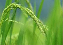 Communication challenges in delivery and adoption of Saline Tolerant Rice Variety in Bangladesh