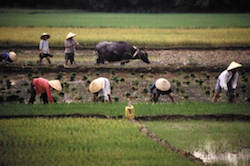 TV Series Helps Restore Rice Landscape Biodiversity in Vietnam