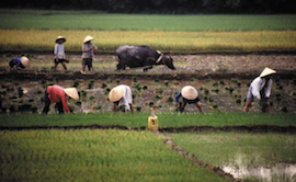 TV Series Helps Restore Rice Landscape Biodiversity in Vietnam