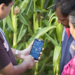 Utilization of Mobile Phones for Fruit Marketing in Vietnam