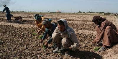 USAID grants $80 million to support Afghan farmers