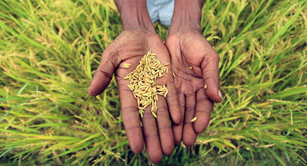 The role of crop science in poverty alleviation among family farmers