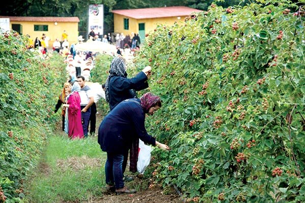 Agritourism in Rural Development