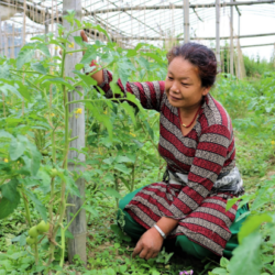 IVR service improves livelihoods of Nepalese farmers