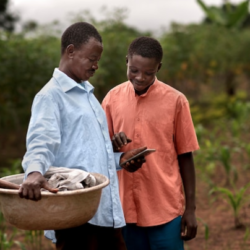 FAO tech tools bring climate change info to Senegalese farmers