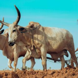 FFS help South African livestock farmers face climate change – study