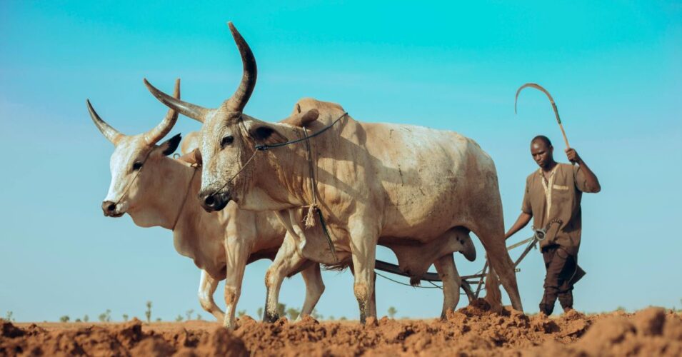 FFS help South African livestock farmers face climate change – study