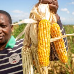 IoT model to boost Maize farming in Uganda