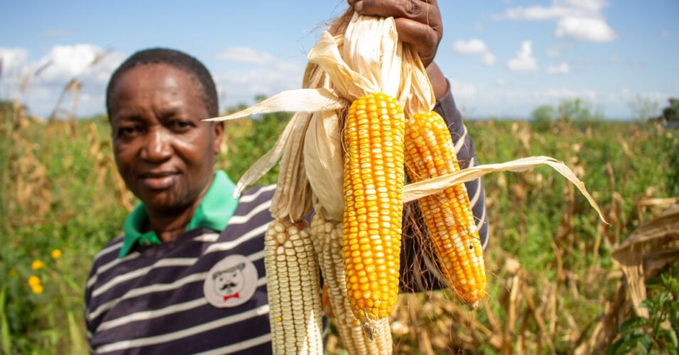 IoT model to boost Maize farming in Uganda