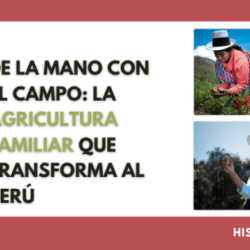 UN-FAO’s ‘hand-in-hand’ effort strengthens Family Farming in Peru’s highlands