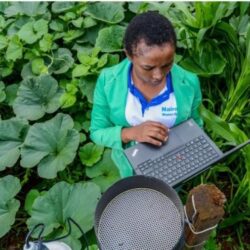 AI on the farm: The potential of Artificial Intelligence to transform agriculture in Africa